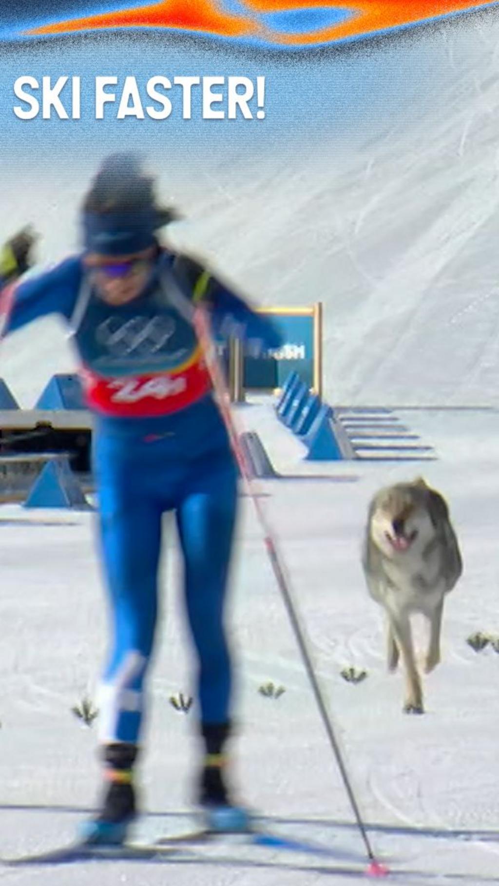 Winter Olympics 2026: Cross-country skiing Wolf dog